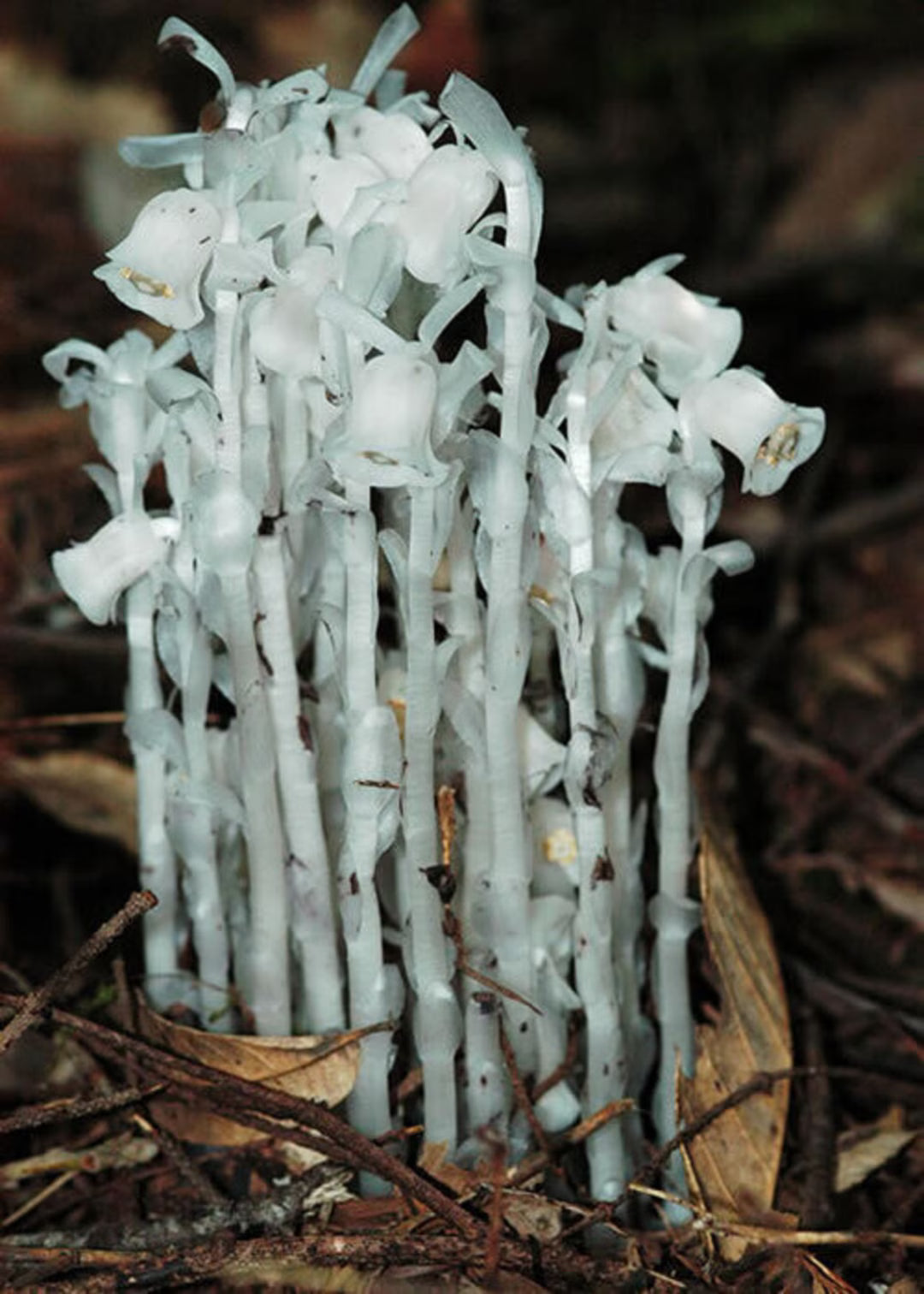 White Monotropa Uniflora Flower Seeds for Planting  Seed for Unique and Rare Blooms