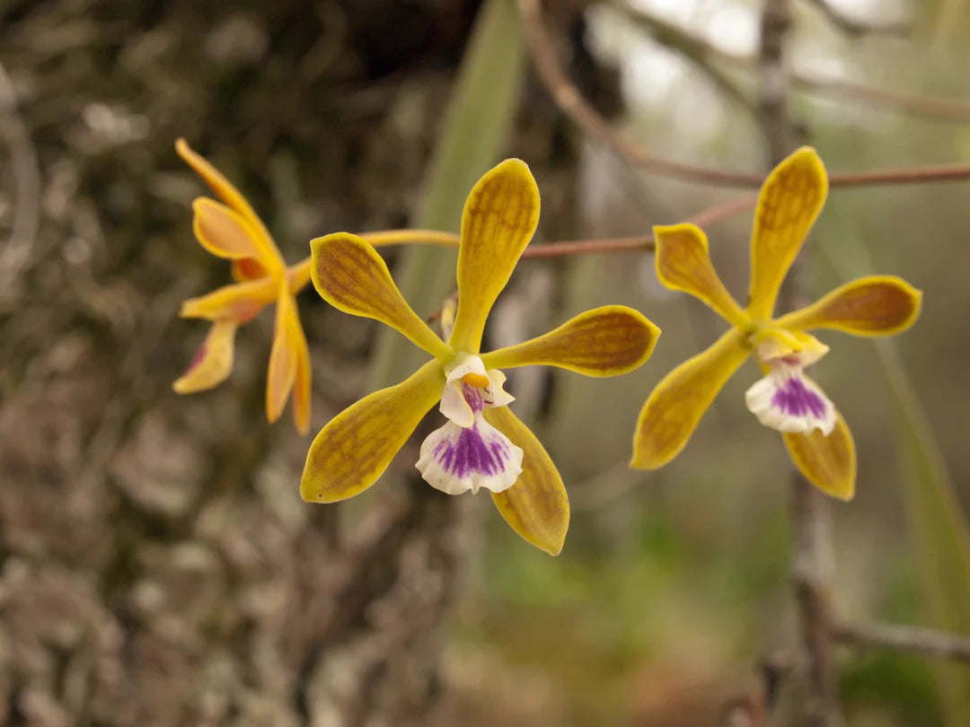 Butterfly Orchid Flower seeds for Planting - Cut Flower Favorite, Heirloom & GMO Free Seeds for Home Garden