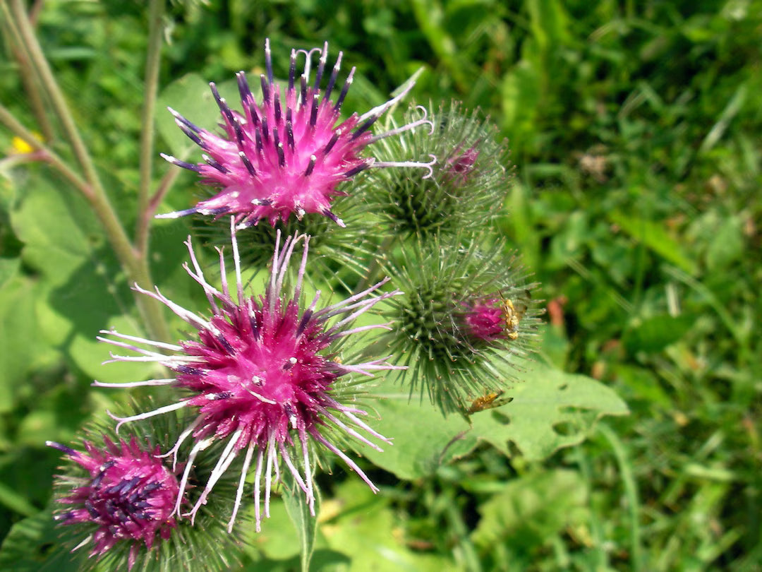 Arctium Lappa Flower seeds for Planting Hardy Variety Heirloom & GMO Free Seeds for Home Garden