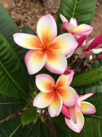 Red & White Frangipani Flower seeds for Planting - Pollinator Friendly, Heirloom & GMO Free Seeds for Home Garden