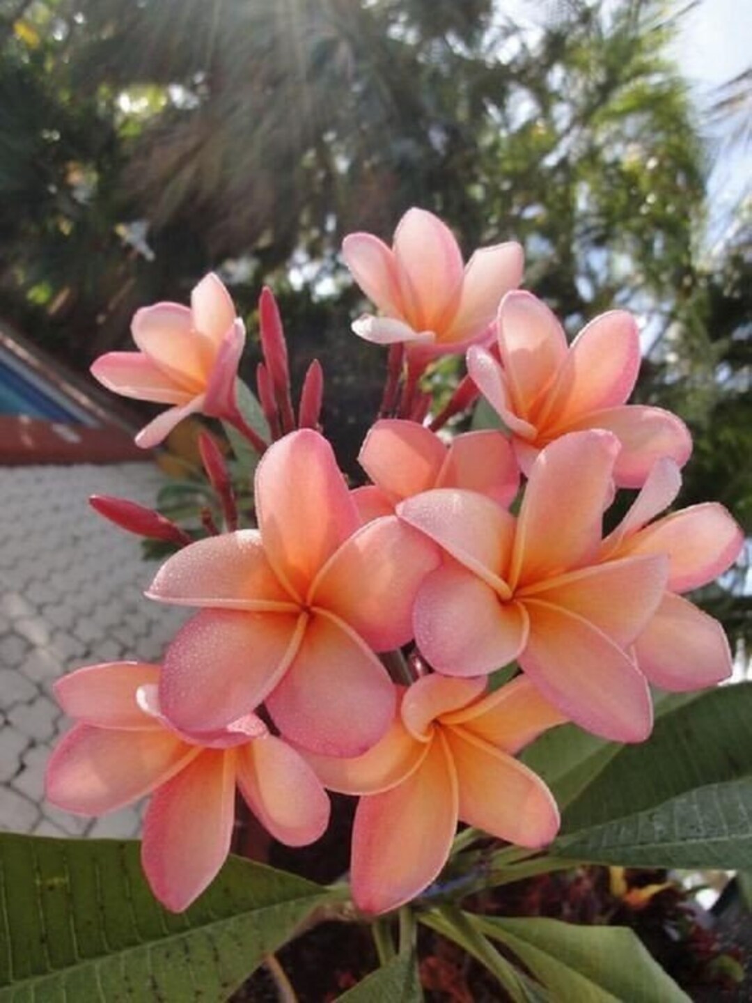 Orange Frangipani Flower seeds for Planting - Garden Favorite, Heirloom & GMO Free Seeds for Home Garden