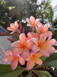 Orange Frangipani Flower seeds for Planting - Garden Favorite, Heirloom & GMO Free Seeds for Home Garden