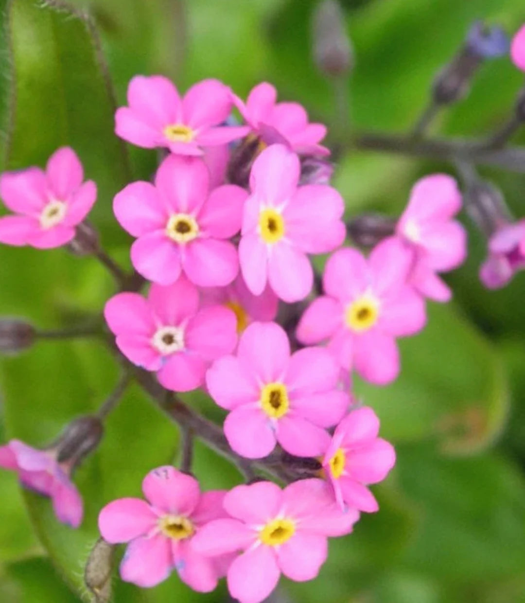 Pink Myosotis Flower seeds for Planting - Pollinator Friendly, Heirloom & GMO Free Seeds for Home Garden