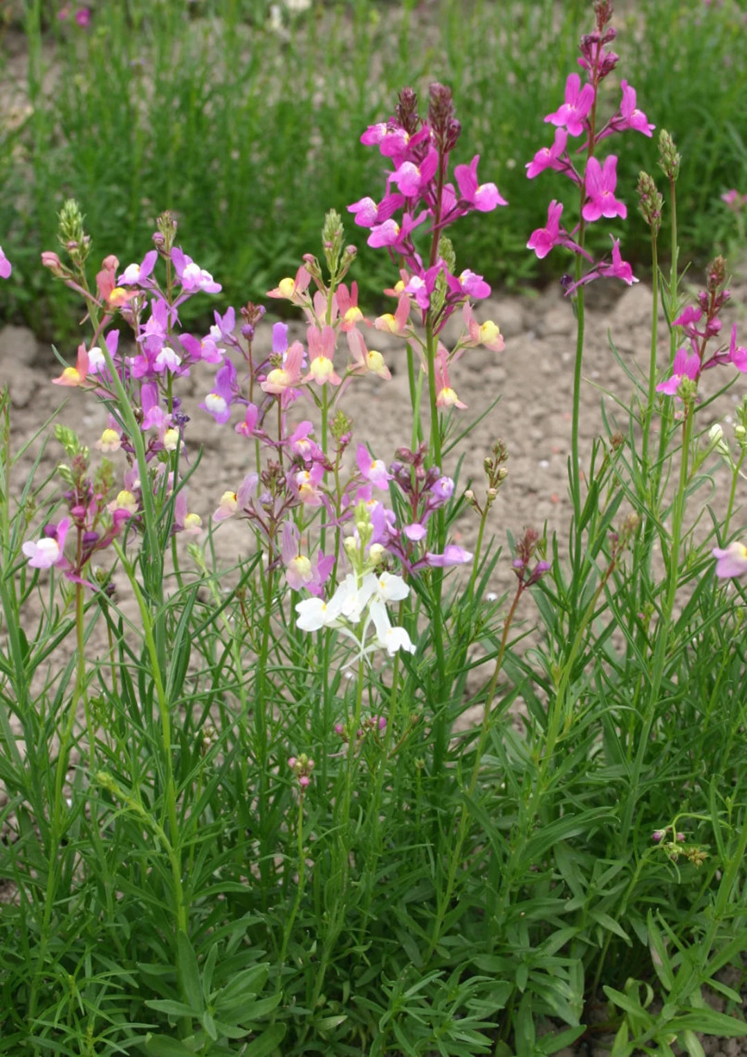 Lindaria Licilia Flower Mix Seeds – Self-Seeding Annual Garden Blooms