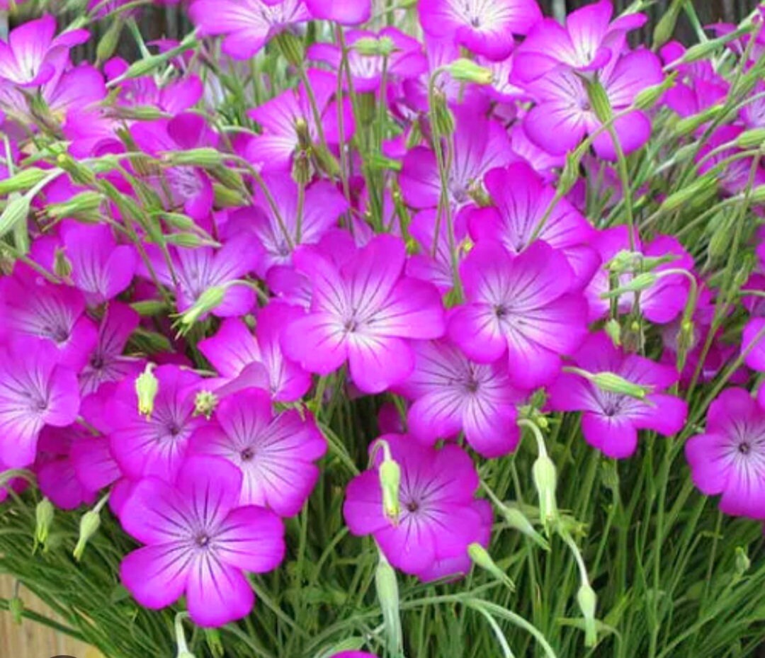 Purple Agrostemma Flower seeds for Planting - Vibrant Colors, Heirloom & GMO Free Seeds for Home Garden
