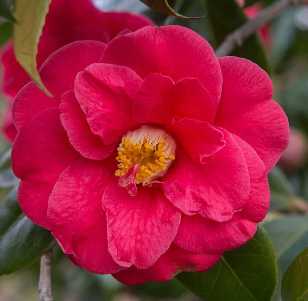 Pink Yellow Camellia Flower seeds for Planting - Colorful Display, Heirloom & GMO Free Seeds for Home Garden