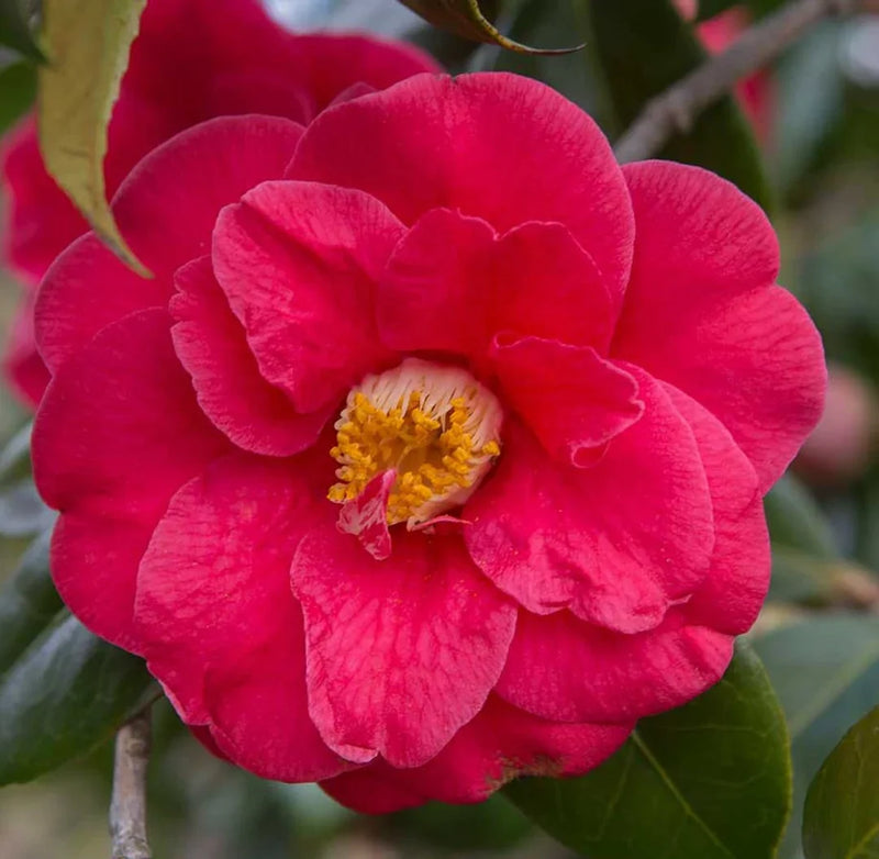 Pink Camellia Flower seeds for Planting Premium Quality Heirloom & GMO Free Seeds for Home Garden