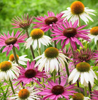 Echinacea Lustre Flower seeds for Planting Sun Loving Heirloom & GMO Free Seeds for Home Garden