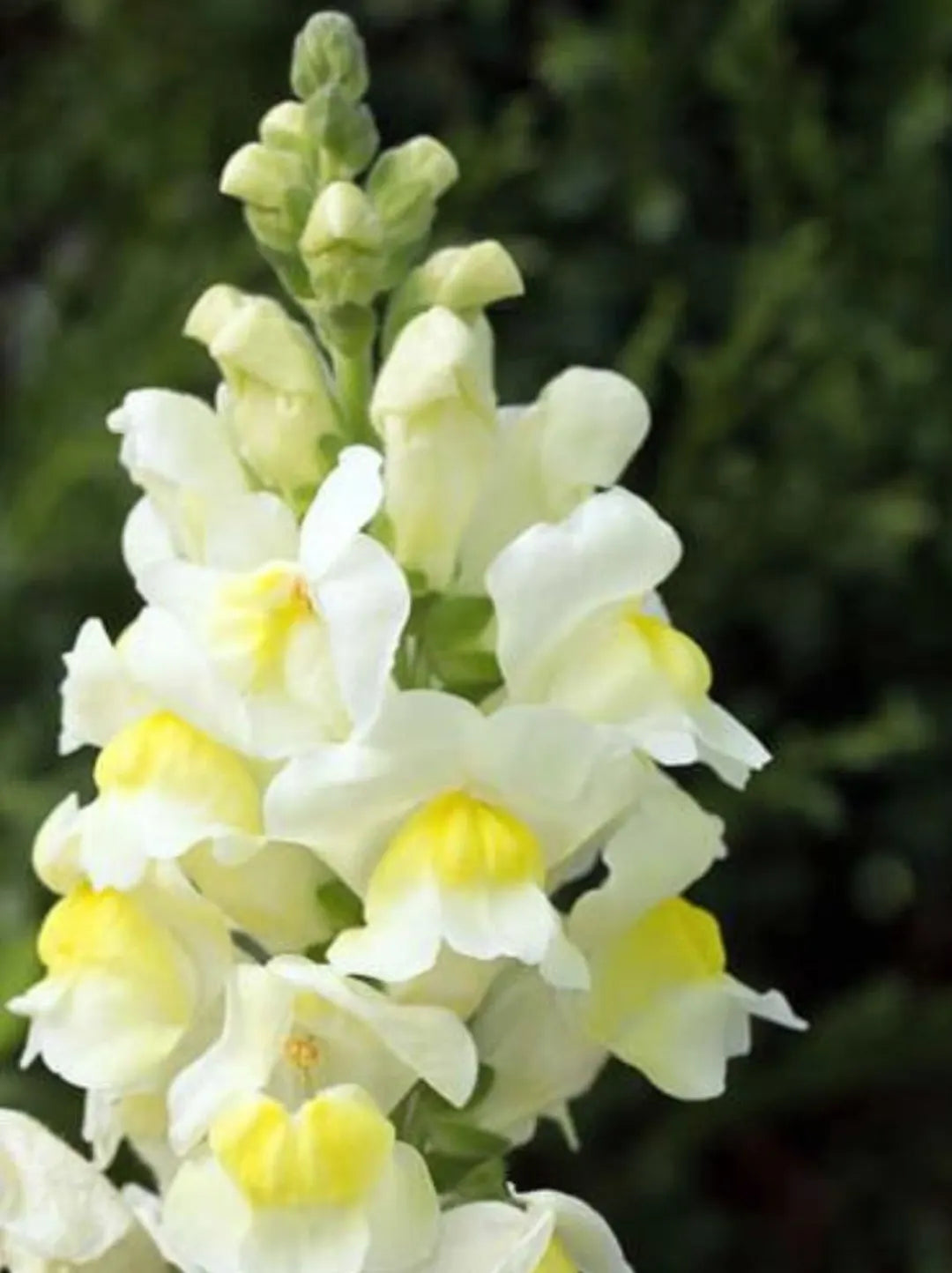Lemon Sherbet Snapdragon Flower seeds for Planting Drought Tolerant Heirloom & GMO Free Seeds for Home Garden