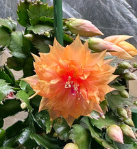 Orange Schlumbergera Flower seeds for Planting - Colorful Display, Heirloom & GMO Free Seeds for Home Garden