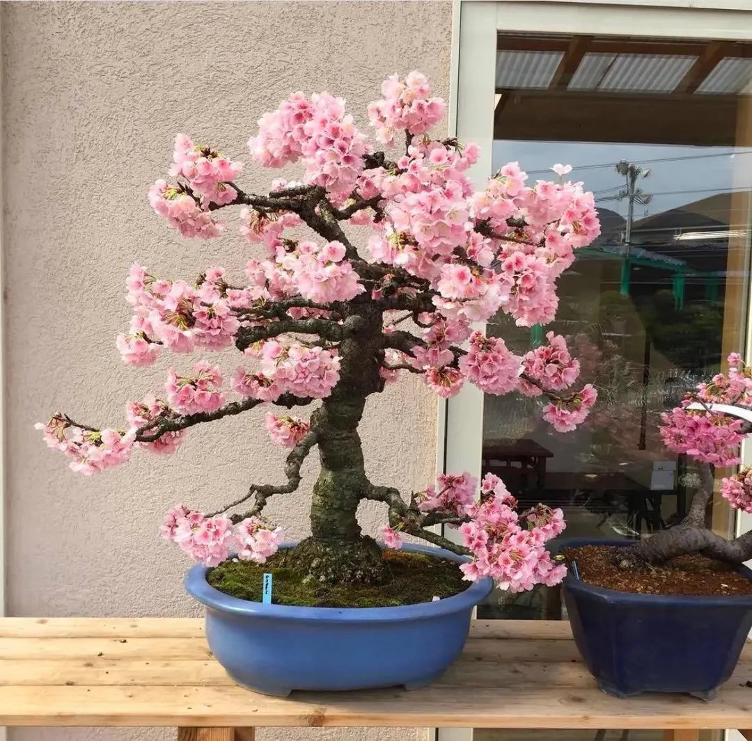 Pink White Simsii Bonsai Seeds Flower seeds for Planting Cut Flower Favorite Heirloom & GMO Free Seeds for Home Garden
