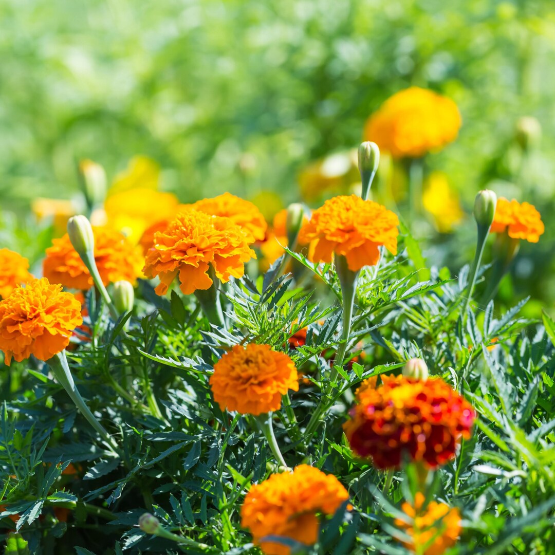 Green Marigold Flower seeds for Planting - Vibrant Colors, Heirloom & GMO Free Seeds for Home Garden