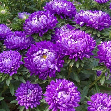 Dark Violet Aster Flower Seeds for Planting Shade Tolerant Heirloom & GMO Free Seeds for Home Garden
 
 Sale