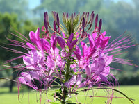 Pink Cleome Flower seeds for Planting Low Maintenance Heirloom & GMO Free Seeds for Home Garden 
 
 Sale