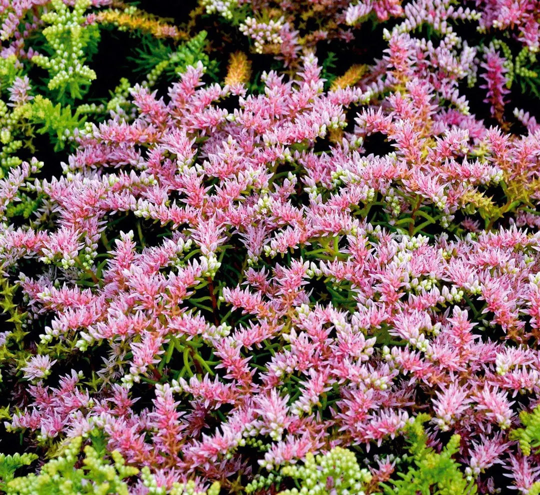 Pink Green Sedum Seastar Flower seeds for Planting Pollinator Friendly Heirloom & GMO Free Seeds for Home Garden 
 
 Sale