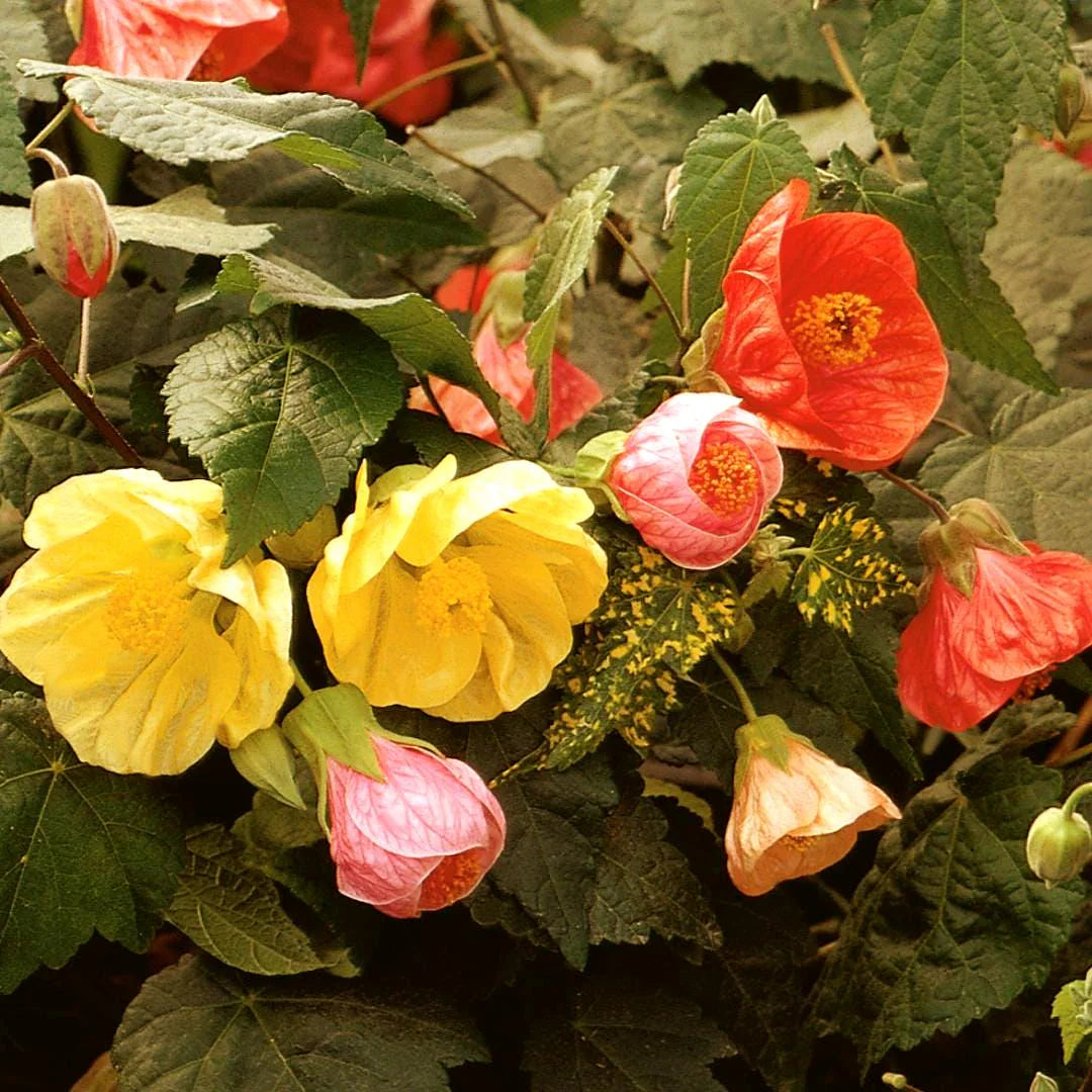Abutilon Bellvue Flower seeds for Planting - Drought Tolerant, Heirloom & GMO Free Seeds for Home Garden