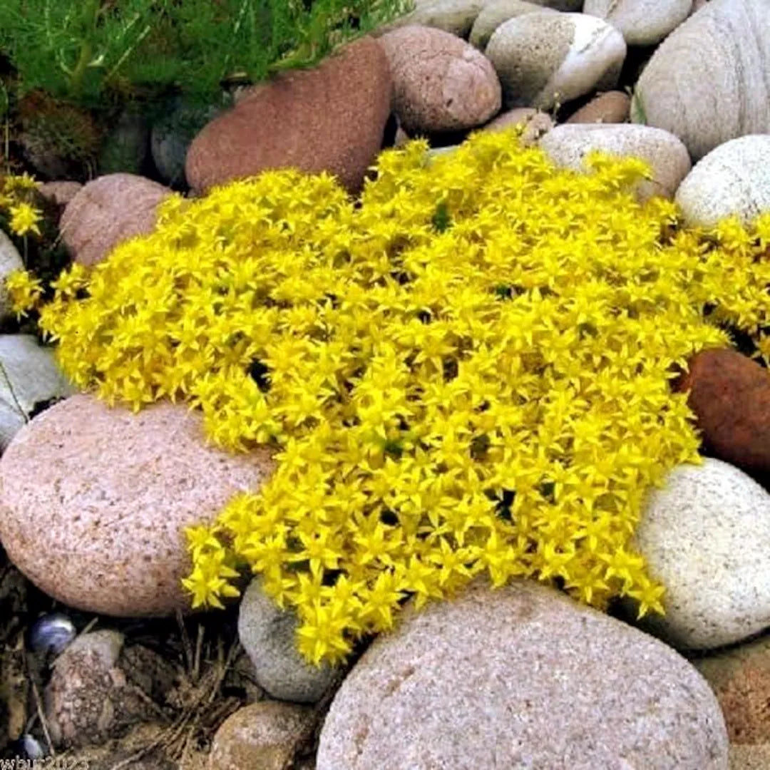 Sedum Golden Carpet Succulent Seeds Flower seeds for Planting Wildflower Mix Heirloom & GMO Free Seeds for Home Garden