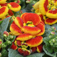 Calceolaria Flower seeds for Planting - Colorful Display, Heirloom & GMO Free Seeds for Home Garden