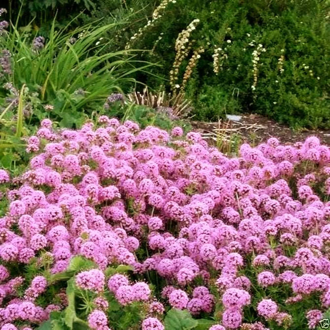 Pink Crossworts Flower seeds for Planting Low Maintenance Heirloom & GMO Free Seeds for Home Garden  Sale