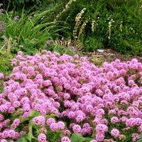 Pink Crossworts Flower seeds for Planting Low Maintenance Heirloom & GMO Free Seeds for Home Garden  Sale