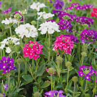 Heirloom Verbena Flower seeds for Planting Low Maintenance Heirloom & GMO Free Seeds for Home Garden