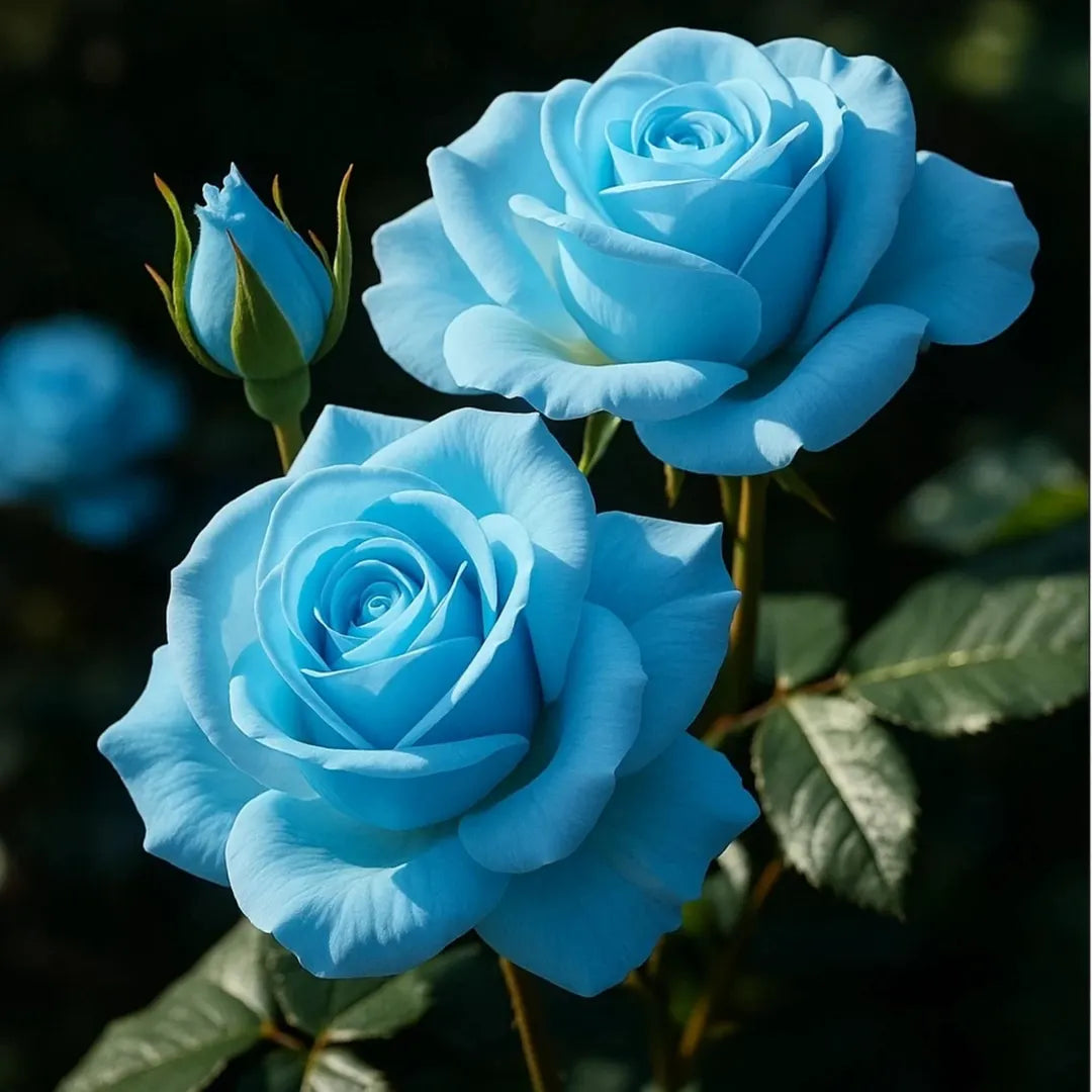 Sky Blue Grey Rose Flower Seeds for Planting Fragrant Blossoms Heirloom & GMO Free Seeds for Home Garden
 
 Sale