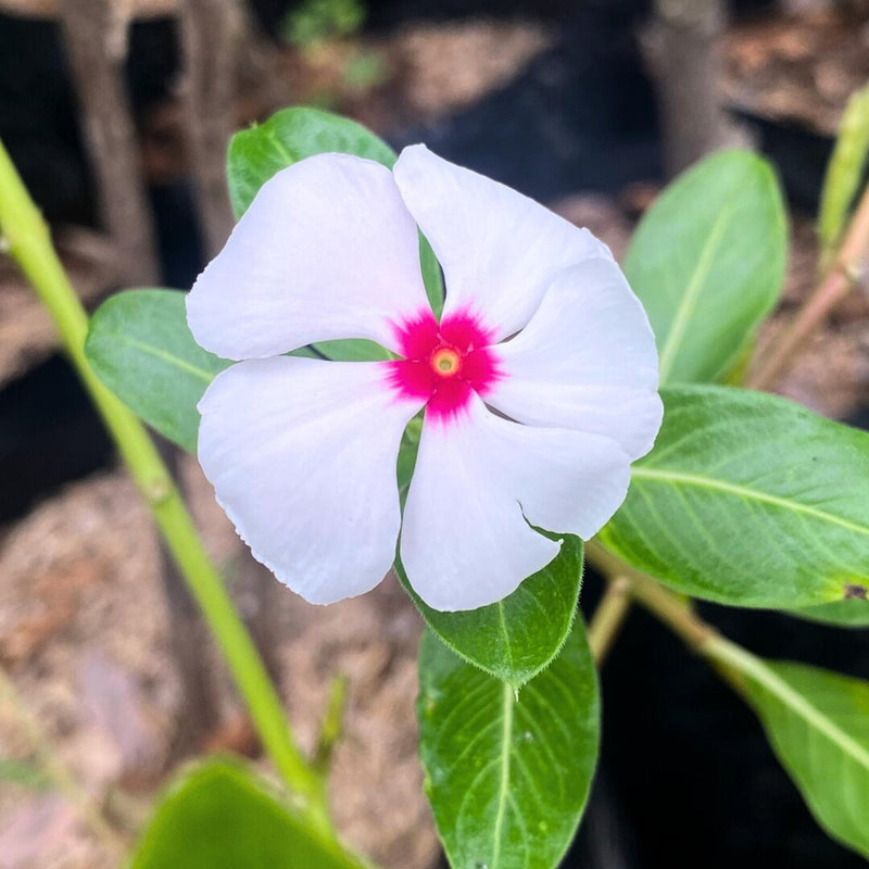 Vinca Sunstorm Rose with Eye Seeds for Bright Pink Flowers