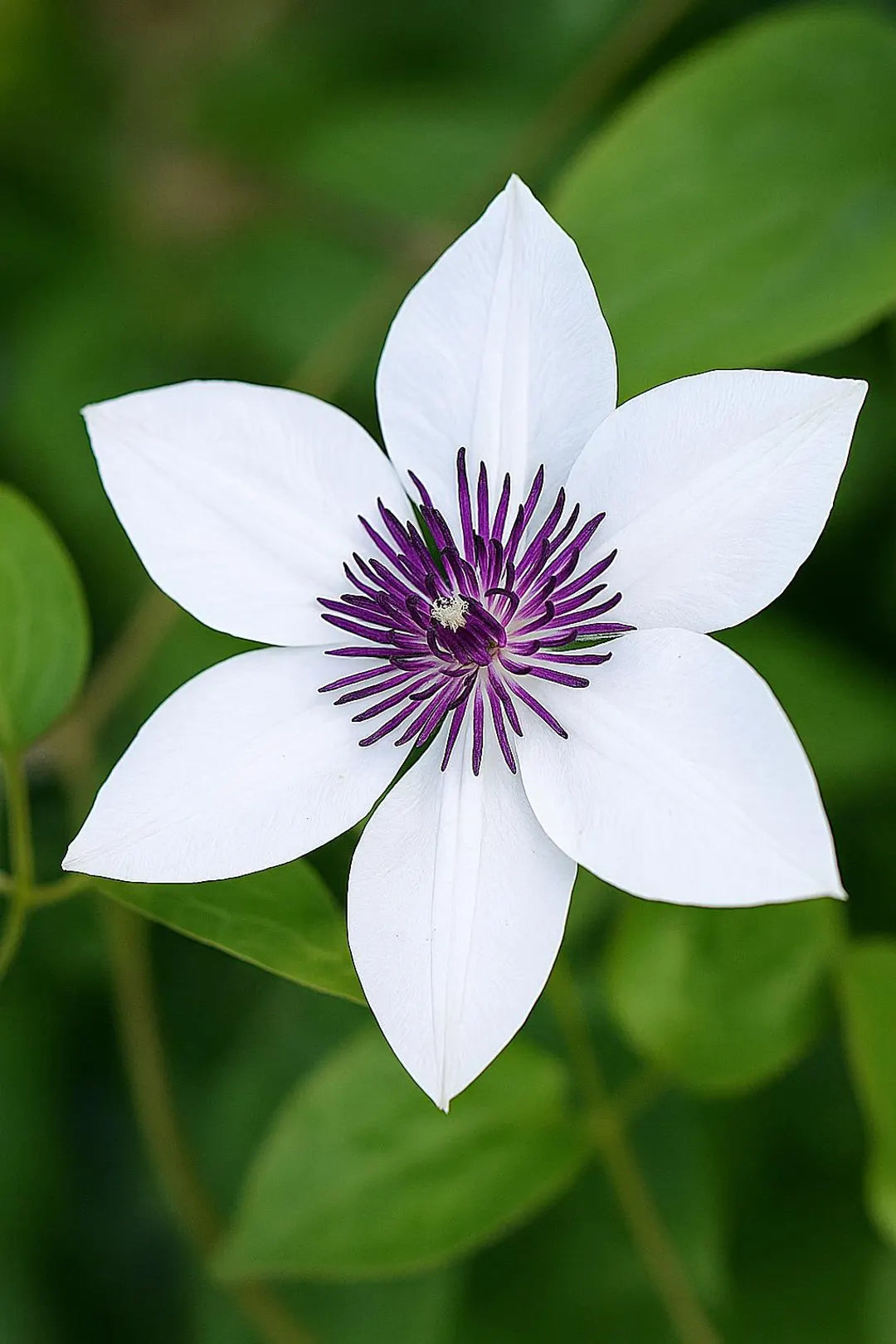 White Purple Clematis Flower seeds for Planting Premium Quality Heirloom & GMO Free Seeds for Home Garden
 
 Sale