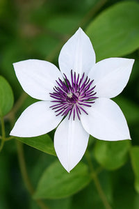 White Purple Clematis Flower seeds for Planting Premium Quality Heirloom & GMO Free Seeds for Home Garden
 
 Sale
