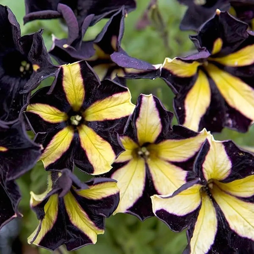 Black Yellow Petunia Seeds for Planting