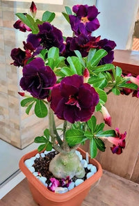 Adenium Obesum Flower seeds for Planting Low Maintenance Heirloom & GMO Free Seeds for Home Garden