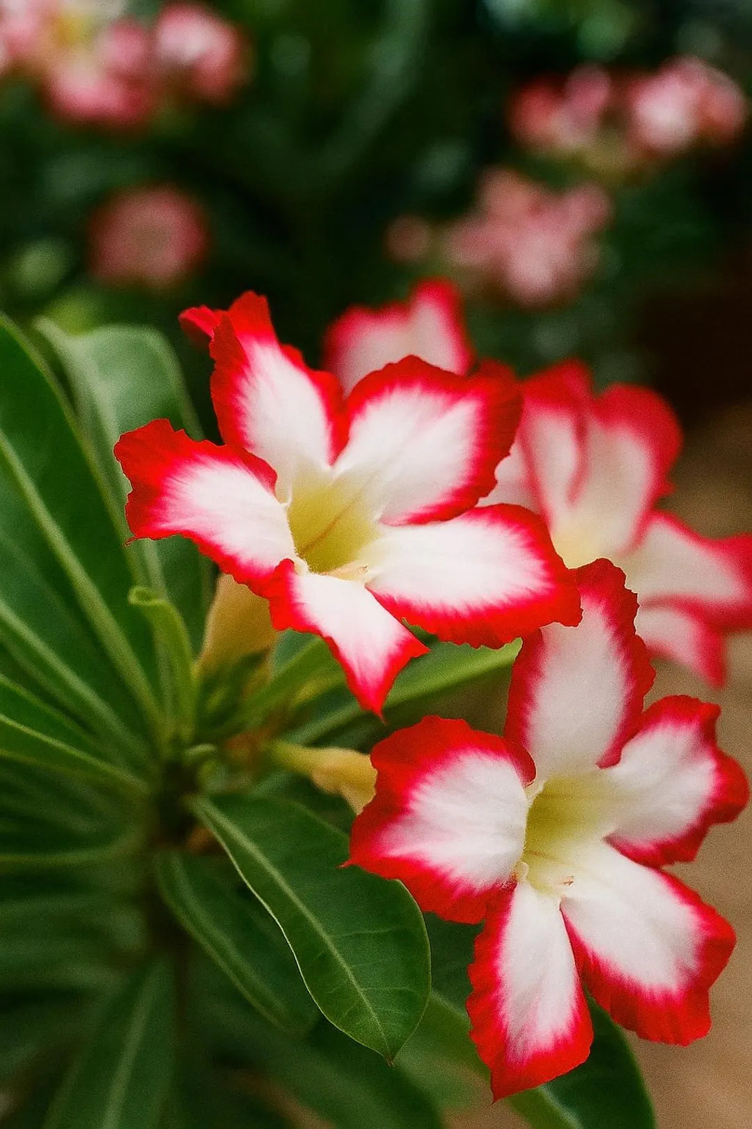 Red White Adenium Obesum Flower seeds for Planting Premium Quality Heirloom & GMO Free Seeds for Home Garden