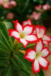 Red White Adenium Obesum Flower seeds for Planting Premium Quality Heirloom & GMO Free Seeds for Home Garden