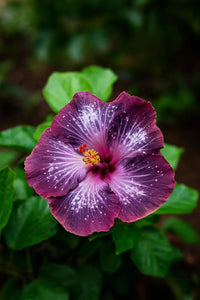 Purple Maroon Hibiscus Flower seeds for Planting - Colorful Display, Heirloom & GMO Free Seeds for Home Garden