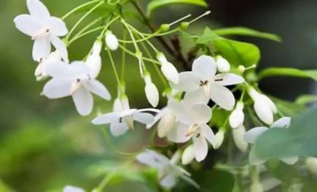 White Mok Flower seeds for Planting - Hardy Variety, Heirloom & GMO Free Seeds for Home Garden