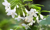 White Mok Flower seeds for Planting - Hardy Variety, Heirloom & GMO Free Seeds for Home Garden