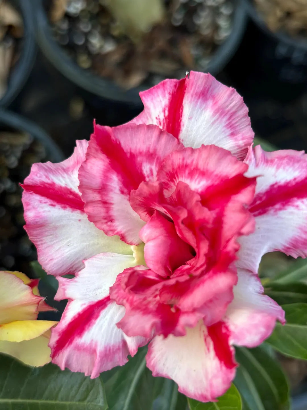 Pink White Adenium Obesum Flower seeds for Planting - Vibrant Colors, Heirloom & GMO Free Seeds for Home Garden