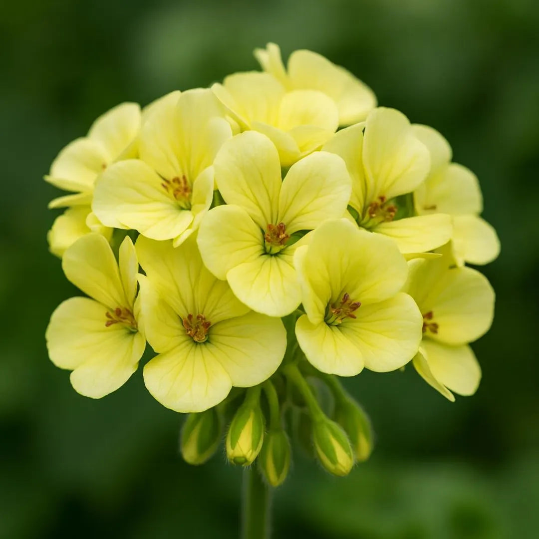 Geranium Yellow Flower seeds for Planting - Colorful Display, Heirloom & GMO Free Seeds for Home Garden