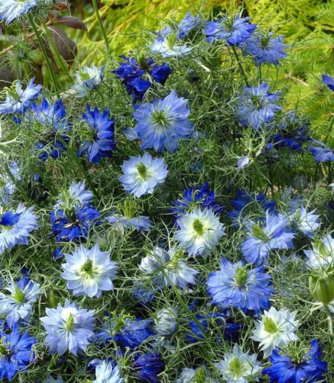 Heirloom Nigella Damascus Flower seeds for Planting Bright Blooms Heirloom & GMO Free Seeds for Home Garden