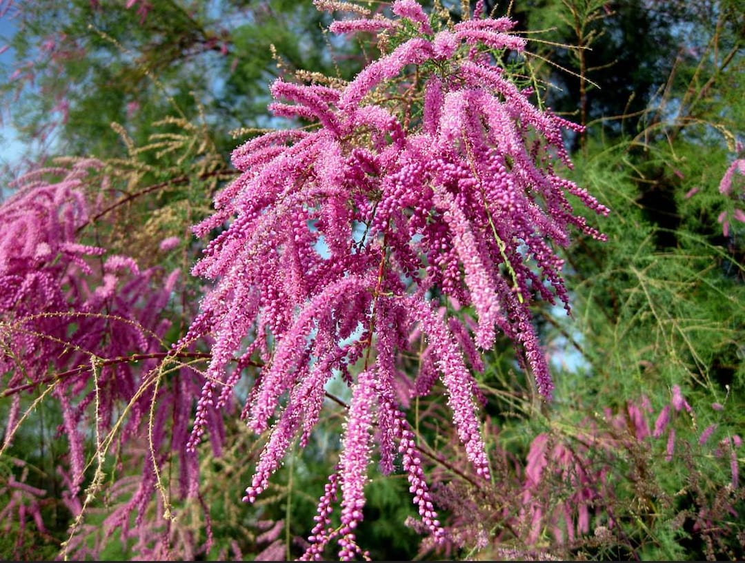 Pink Tamarix Ramosissima Flower seeds for Planting - Colorful Display, Heirloom & GMO Free Seeds for Home Garden