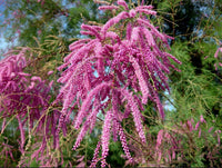 Pink Tamarix Ramosissima Flower seeds for Planting - Colorful Display, Heirloom & GMO Free Seeds for Home Garden
