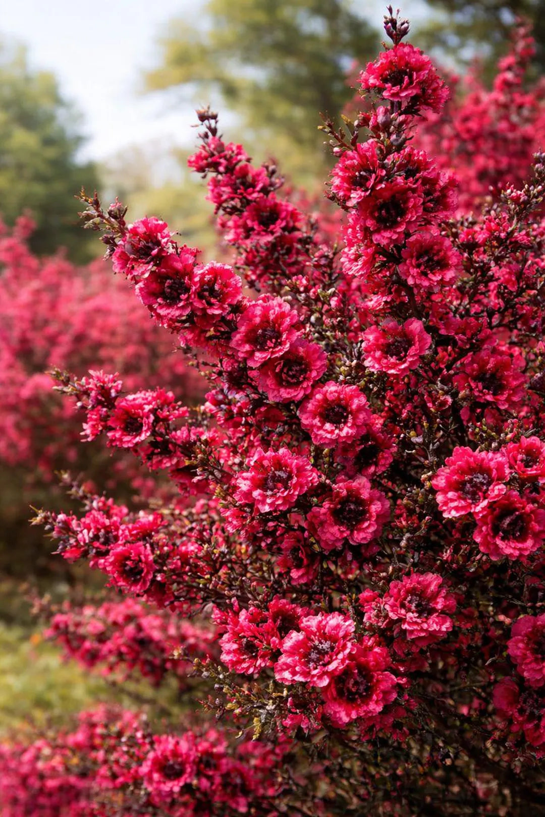 Pink Manuka Honey Teatree Leptospermum Scoparium Flower seeds for Planting - Colorful Display, Heirloom & GMO Free Seeds for Home Garden