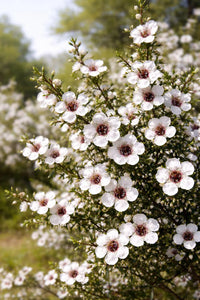 Leptospermum Scoparium Flower seeds for Planting Hardy Variety Heirloom & GMO Free Seeds for Home Garden 
 
 Sale