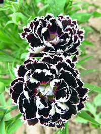 Dianthus Chianti Clove Flower seeds for Planting - Wildflower Mix, Heirloom & GMO Free Seeds for Home Garden