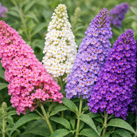 Violet Buddleia Davidii Flower seeds for Planting Cut Flower Favorite Heirloom & GMO Free Seeds for Home Garden 
 
 Sale