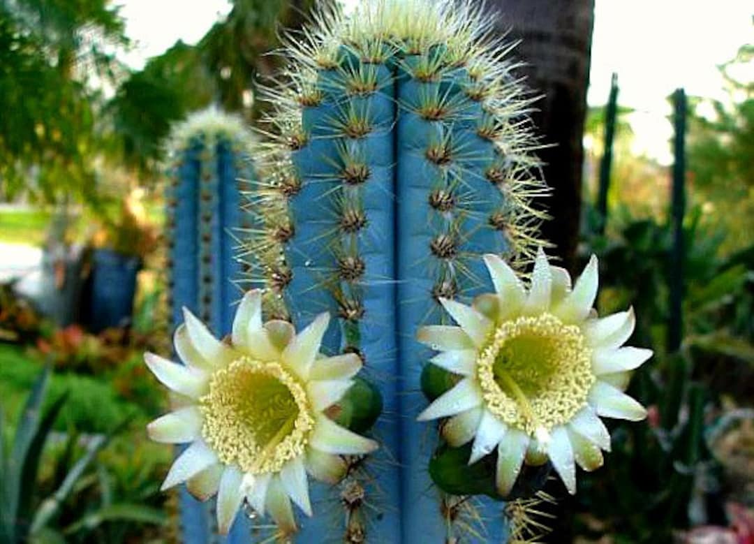 Blue Pilosocereus Flower seeds for Planting - Garden Favorite, Heirloom & GMO Free Seeds for Home Garden