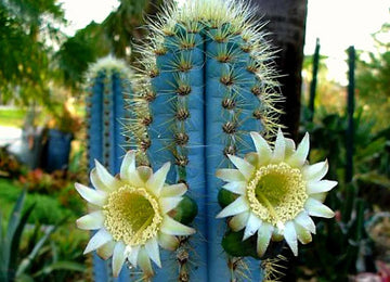 Heirloom Pilosocereus Flower seeds for Planting Hardy Variety Heirloom & GMO Free Seeds for Home Garden