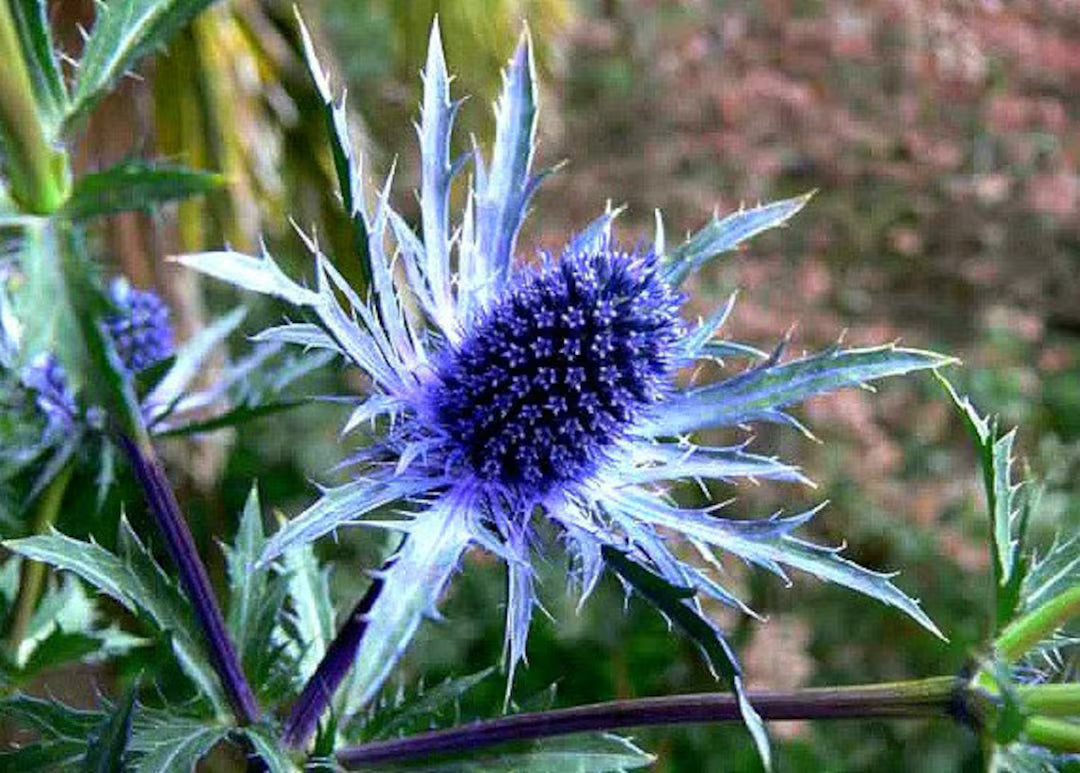 Blue Eryngium Planum Flower seeds for Planting Long Bloom Season Heirloom & GMO Free Seeds for Home Garden 
 
 Sale