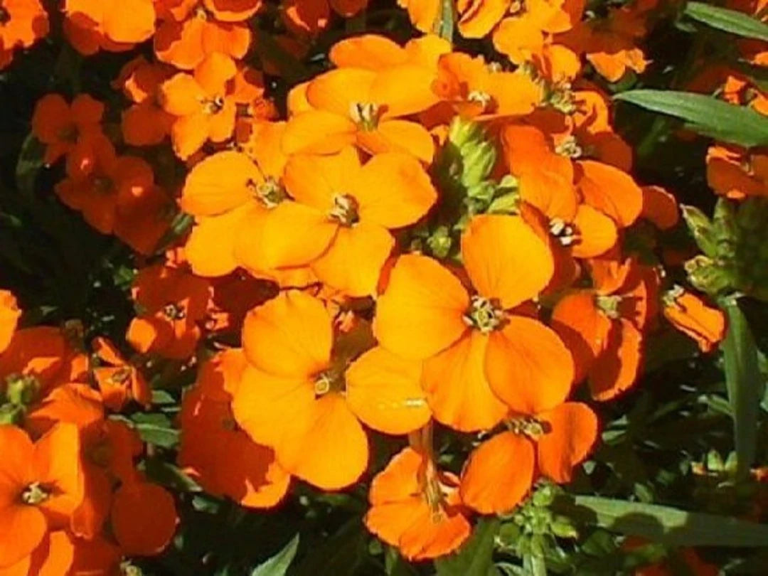 Orange Siberian Wallflower Seeds for Planting - Vibrant Blooms