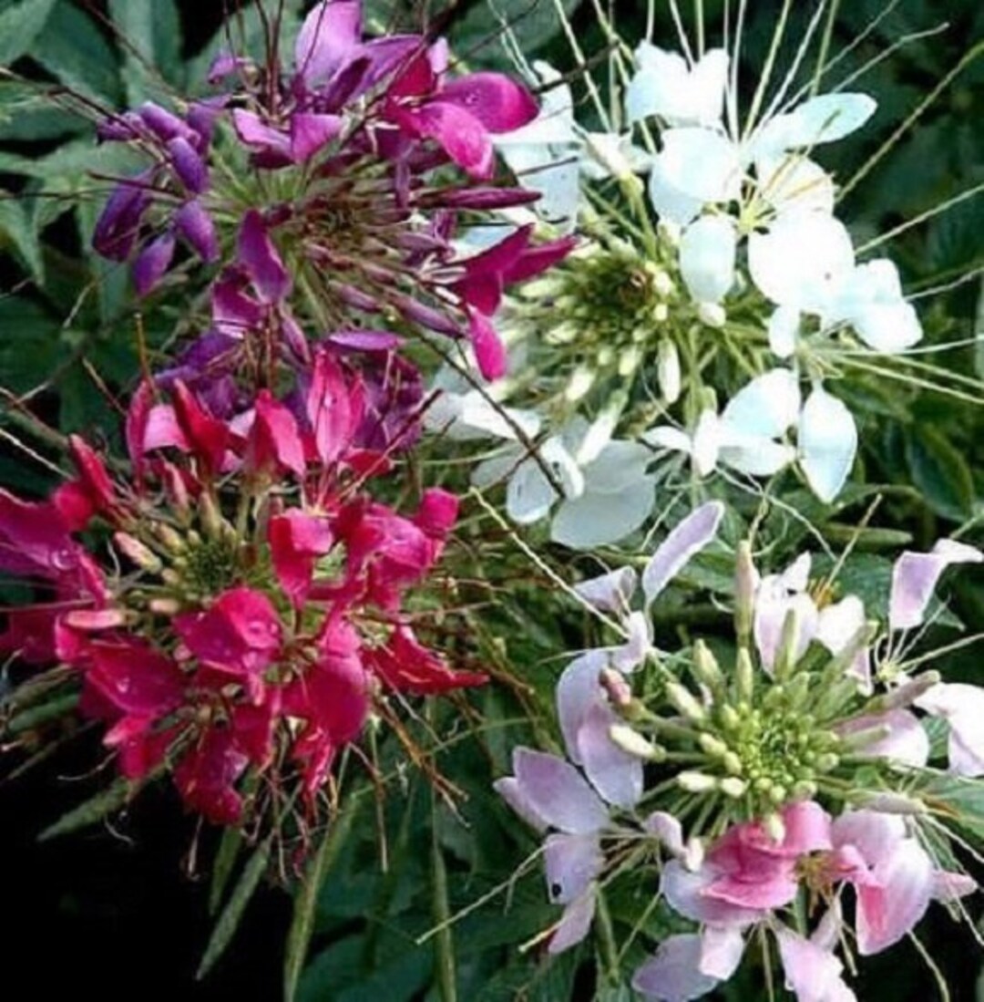 Cleome Flower seeds for Planting Perfect for Borders Heirloom & GMO Free Seeds for Home Garden 
 
 Sale